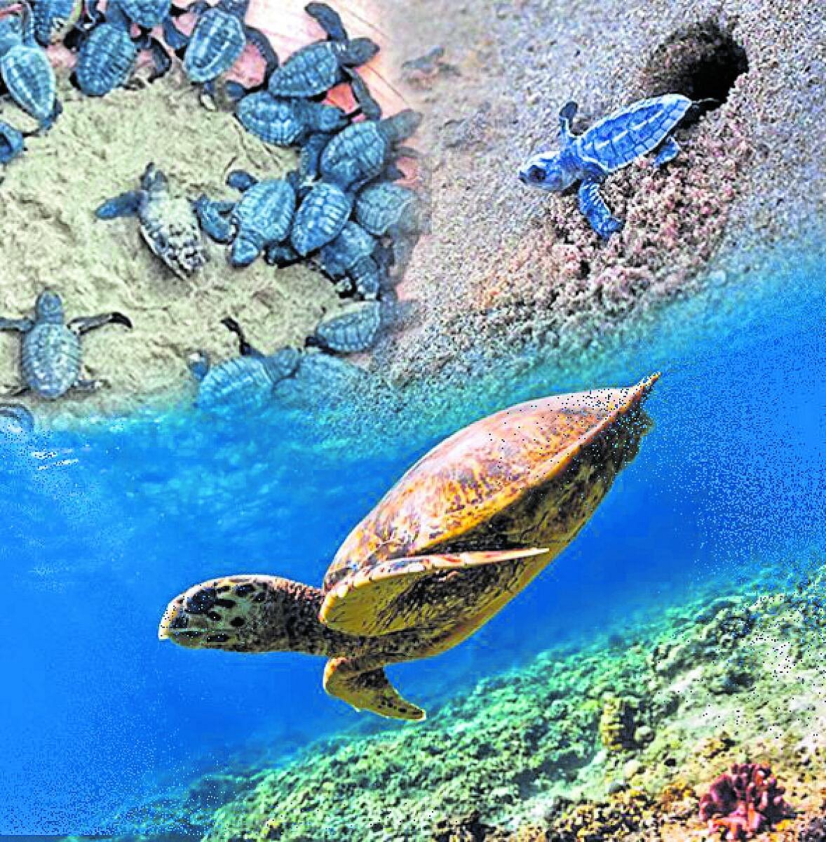 ಸಂಗತ | ಇದೋ ಬಂದಿದೆ, ಆಮೆಗಳ ಹಬ್ಬ
