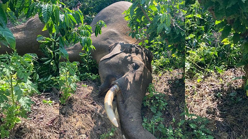 ಕೊಡಗು; ವಿದ್ಯುತ್ ತಂತಿ ತಗುಲಿ ಕಾಡಾನೆ ಸಾವು