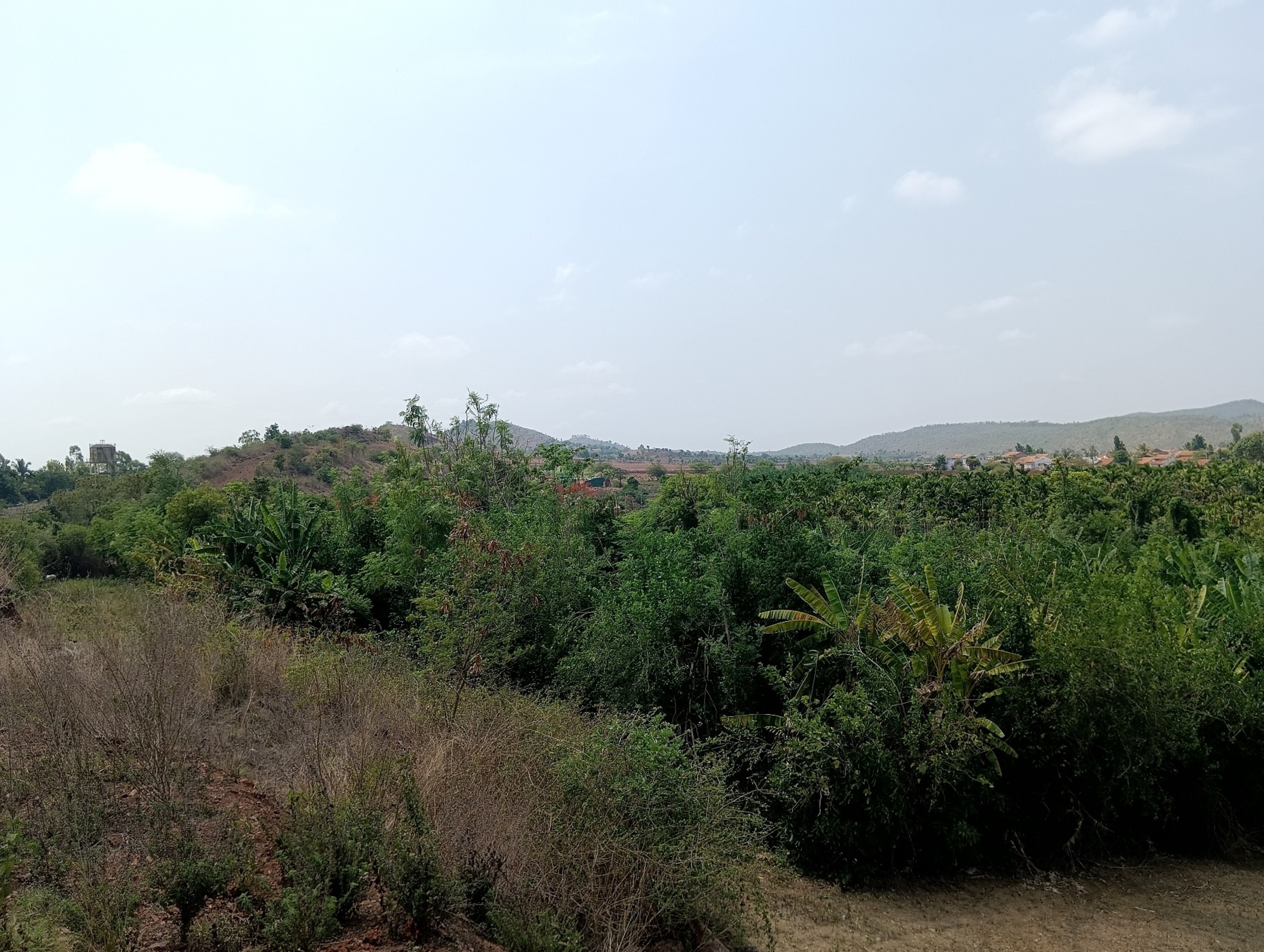 ಗುಡ್ಡದ ಇಳಿಜಾರಿನಲ್ಲಿ ವೀಳ್ಯದೆಲೆ ಕೃಷಿ