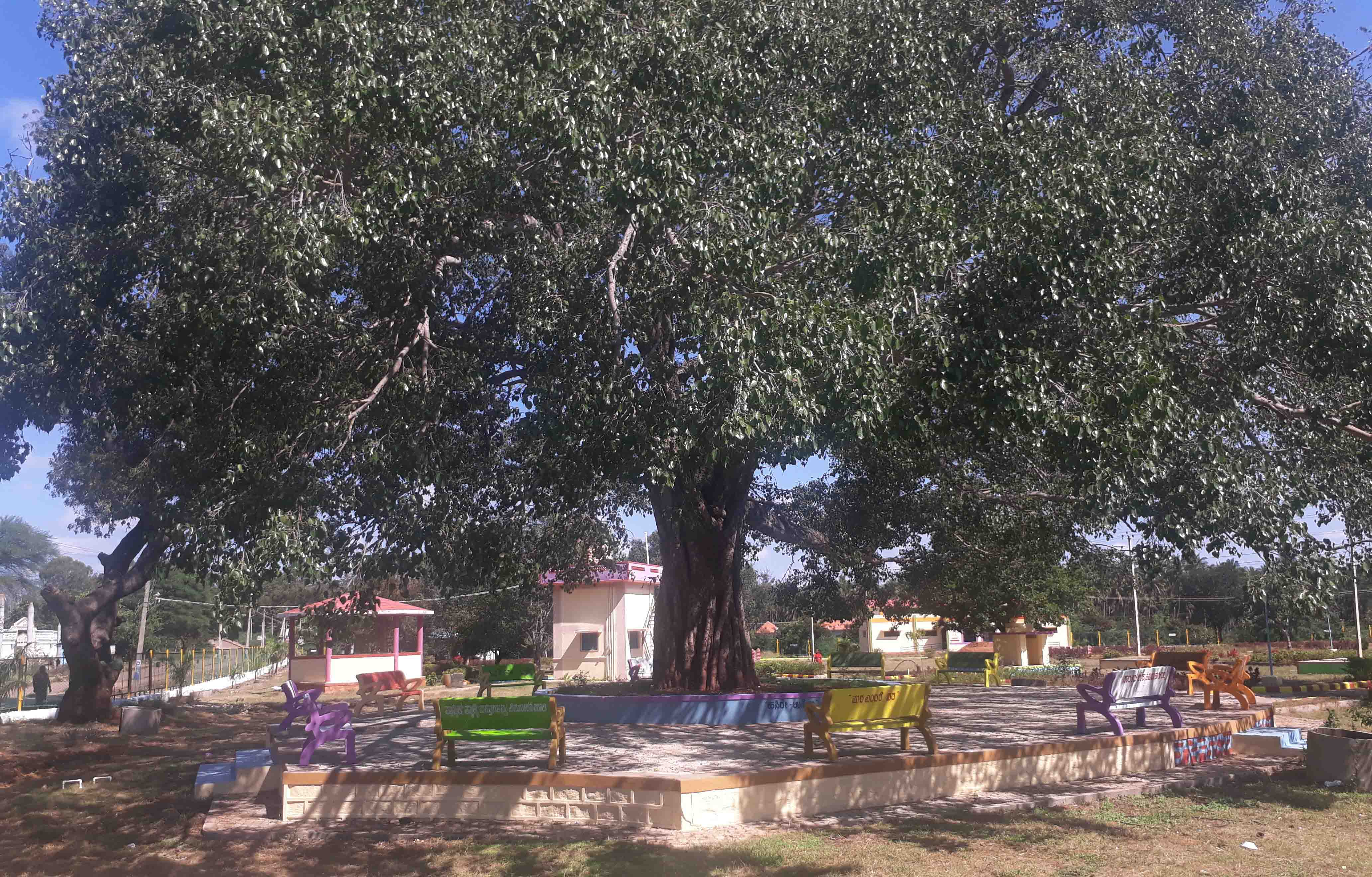 ದೊಡ್ಡ ಆಲದ ಮರದ ಕೆಳಗೆ ಹಾಕಿರುವ ಸಿಮೆಂಟ್ ಬೆಂಚುಗಳು.
