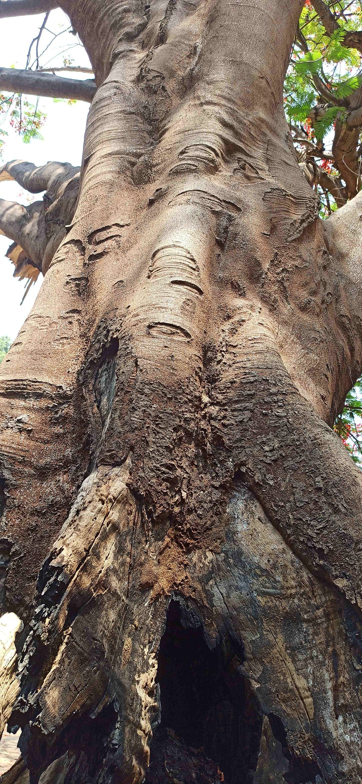 ತಲಕಾಡು:  ಶಿಥಿಲಗೊಂಡ ಮರ ತೆರವಿಗೆ ಸಾರ್ವಜನಿಕರ ಆಗ್ರಹ