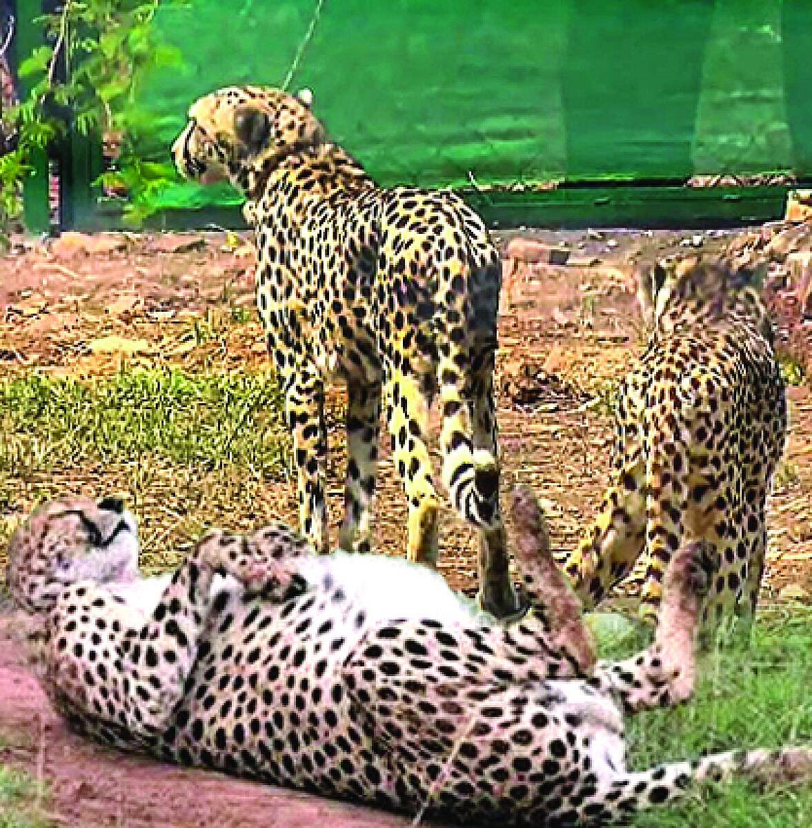 ವಿಶ್ಲೇಷಣೆ | ಕುನೊ ಉದ್ಯಾನ: ಚೀತಾಗಳ ಸಾವೇಕೆ?