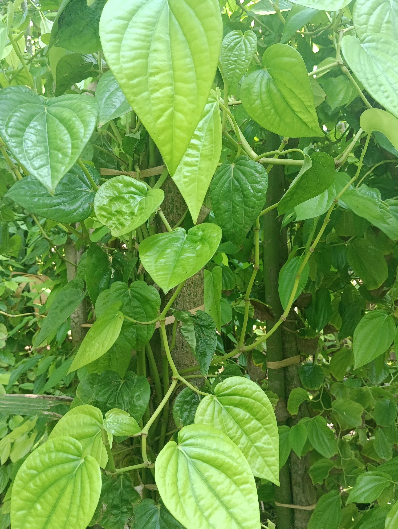 ಹುಲುಸಾಗಿ ಬೆಳೆದ ವೀಳ್ಯದೆಲೆ