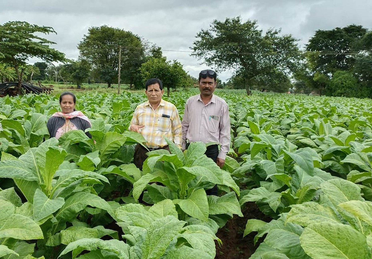 ಗುಣಮಟ್ಟ, ಅಧಿಕ ಇಳುವರಿಯ ತಂಬಾಕು