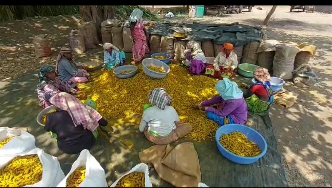 ವಿದೇಶಕ್ಕೂ ಬಾಗಲಕೋಟೆ ಅರಿಸಿನ