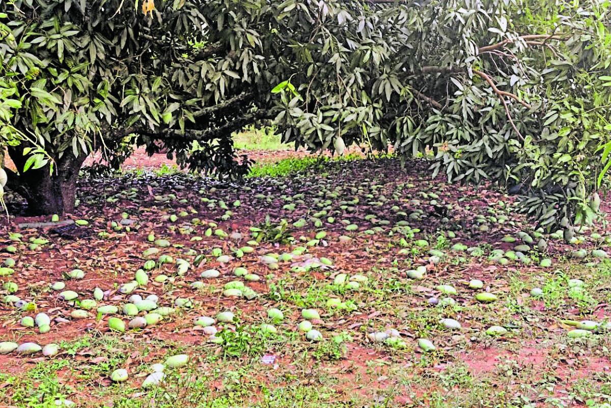 ಶಿಡ್ಲಘಟ್ಟ ತಾಲ್ಲೂಕಿನ ಕೊತ್ತನೂರು ಗ್ರಾಮದಲ್ಲಿ ಆಲಿಕಲ್ಲು ಮಳೆಗೆ ಮಾವಿನಕಾಯಿಗಳು ಉದುರಿವೆ