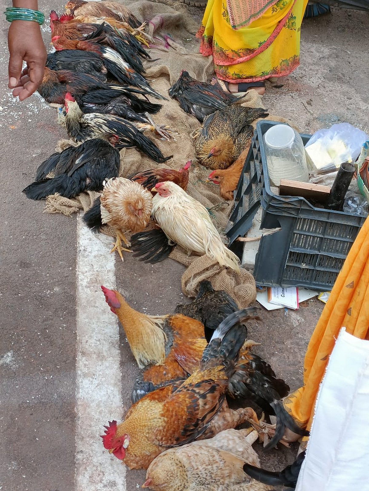 ಅಂಕೋಲಾ | ಬಂಡಿ ಹಬ್ಬದ ಹಿನ್ನೆಲೆ ನಾಟಿ ಕೋಳಿ ಬೆಲೆ ಬಲು ದುಬಾರಿ 