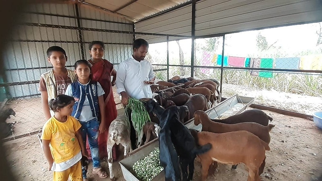 ಟಗರು ಸಾಕಣೆಯಲ್ಲಿ ಲಾಭ ಕೊಂಡ ಕೃಷಿಕ