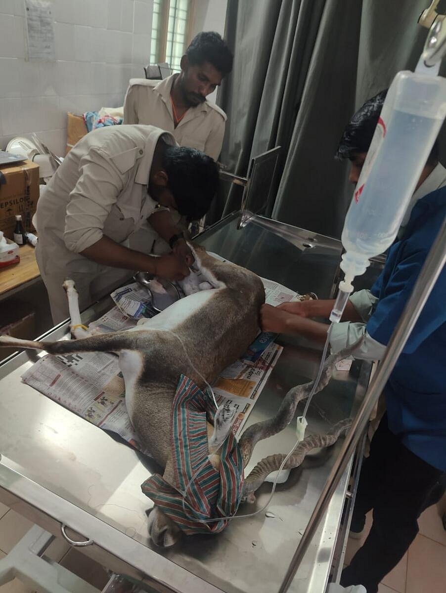 ಬನ್ನೇರುಘಟ್ಟ : ಕಾಲು ಮುರಿದ ಕೃಷ್ಣಮೃಗಕ್ಕೆ ಶಸ್ತ್ರಚಿಕಿತ್ಸೆ