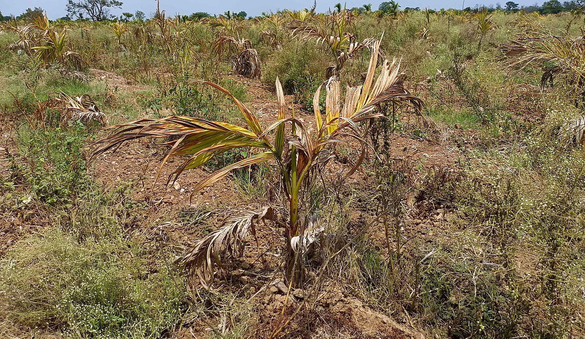 ಶಿರಾಳಕೊಪ್ಪ: ಕುಡಿಯುವ ನೀರಿಗೂ ತತ್ವಾರ; ರೈತರಲ್ಲಿ ಆತಂಕ