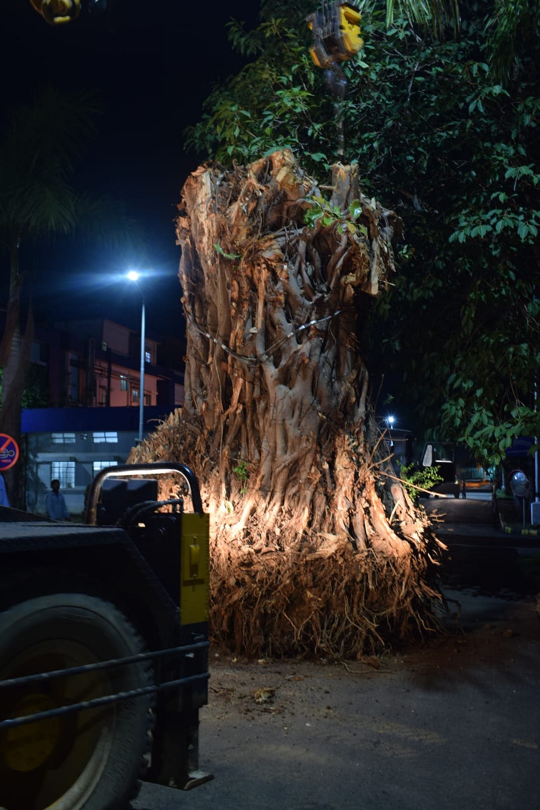 ಶತಮಾನದಷ್ಟು ಹಳೆಯ ಆಲದ ಮರ ಬುಡ ಸಮೇತ ಸ್ಥಳಾಂತರ