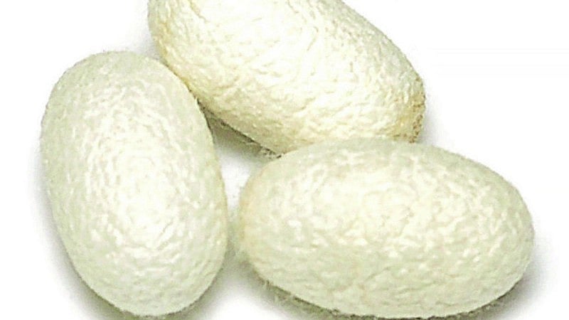 ಮೈಸೂರು, ಚಾಮರಾಜನಗರಕ್ಕೆ ರೇಷ್ಮೆ ಮಾರುಕಟ್ಟೆ: ಸಚಿವ ಕೆ.ವೆಂಕಟೇಶ್‌ ಭರವಸೆ