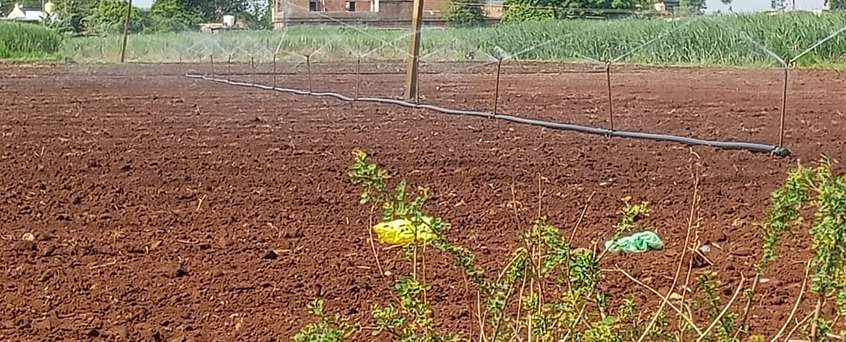 ಹುಮನಾಬಾದ್ | ಮಳೆ ಕೊರತೆ: ಆತಂಕದಲ್ಲಿ ರೈತರು