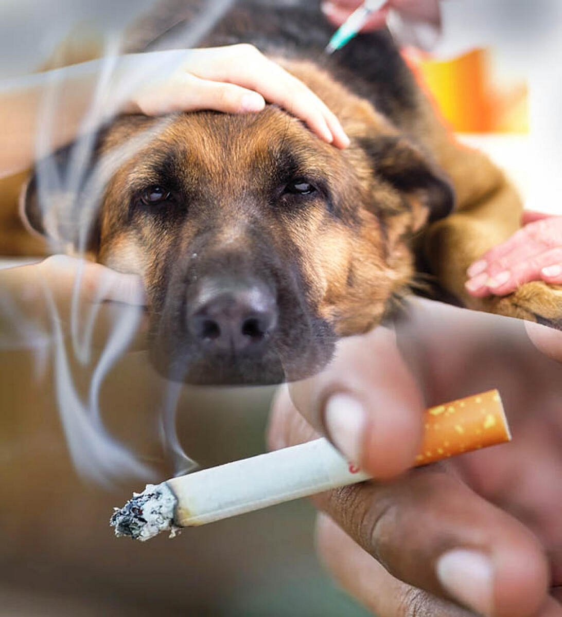 ಸಂಗತ | ಧೂಮಪಾನ: ಮುದ್ದು ಪ್ರಾಣಿಯೂ ಒದ್ದಾಡೀತು