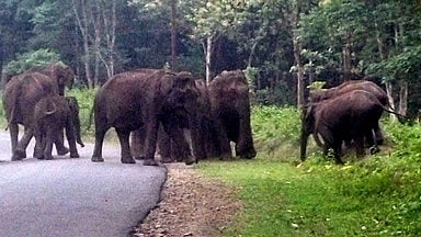 ಹೆದ್ದಾರಿ ದಾಟುತ್ತಿದ್ದ ಆನೆಗಳ ಹಿಂಡಿಗೆ ವೇಗವಾಗಿ ಬಂದ ಲಾರಿ ಡಿಕ್ಕಿ: ಮೂರು ಆನೆ ಸಾವು