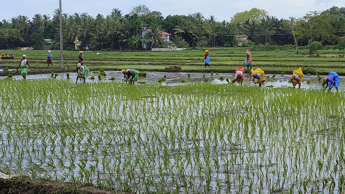 ಬ್ರಹ್ಮಾವರ | ಮುಂಗಾರು ಚುರುಕು, ನಾಟಿ ಕಾರ್ಯ ಆರಂಭ