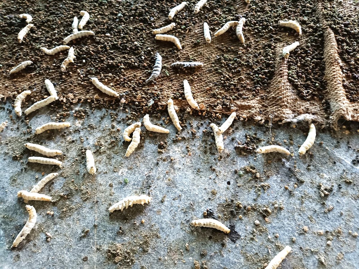 ರೇಷ್ಮೆ ಹುಳುಗಳ ಸಾವು: ಇಳುವರಿ ಕುಸಿತದ ಆತಂಕ