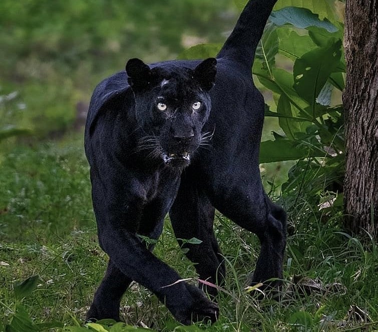 ಎಚ್.ಡಿ ಕೋಟೆ: ದಮ್ಮನಕಟ್ಟೆ ಕಾಡಲ್ಲಿ ಕಪ್ಪು ಚಿರತೆ ಪ್ರತ್ಯಕ್ಷ‌- ಮೇಲ್ಭಾಗದಲ್ಲಿ ಗಾಯ