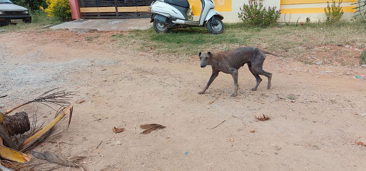 ಮಂಡ್ಯ| ಕಿಕ್ಕೇರಿಯಲ್ಲಿ ರೋಗಗ್ರಸ್ತ ನಾಯಿ ಕಾಟ