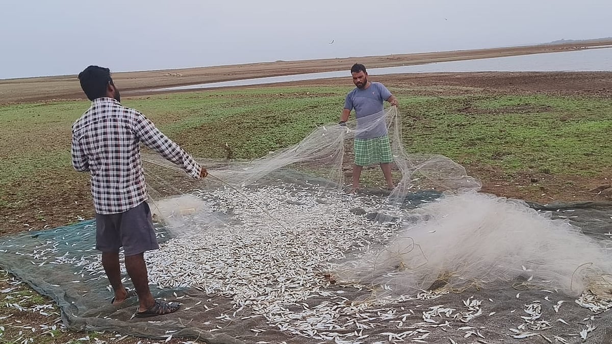 ಆಲಮಟ್ಟಿ: ನಿಷೇಧಿತ ಜಿಂಗಿ ಮೀನು ಶಿಕಾರಿ 