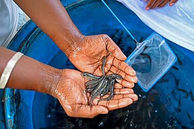 ಅಸ್ತಮಾ ರೋಗಕ್ಕೆ ಹೈದರಾಬಾದ್‌ನ ಬತಿನಿ ಕುಟುಂಬ ಮದ್ದಾಗಿ ನೀಡುವ 'ಮೀನು ಪ್ರಸಾದ' ವಿತರಣೆ ಶುಕ್ರವಾರ ಹೈದರಾಬಾದ್‌ನ ವಸ್ತುಪ್ರದರ್ಶನ ಮೈದಾನದಲ್ಲಿ ಆರಂಭವಾಯಿತು.
