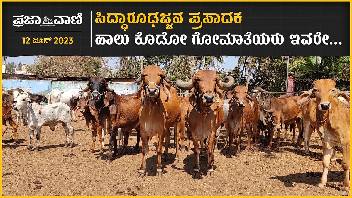 ಸಿದ್ಧಾರೂಢಜ್ಜನ ಪ್ರಸಾದಕ ಹಾಲು ಕೊಡೋ ಗೋಮಾತೆಯರು ಇವರೇ..