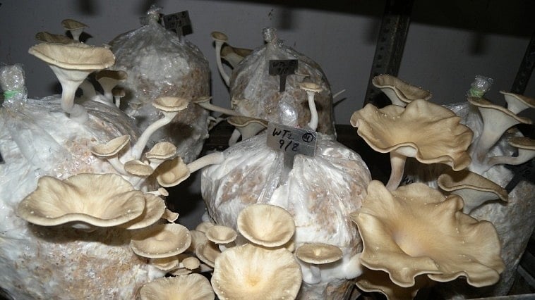 ಹೆಚ್ಚು ಪೋಷಕಾಂಶವುಳ್ಳ ಆಯ್‌ಸ್ಟರ್‌, ಮ್ಯಾಕ್ರೋಸೈಬೆ ಅಭಿವೃದ್ಧಿಪಡಿಸಿದ ಐಐಎಚ್ಆರ್ 