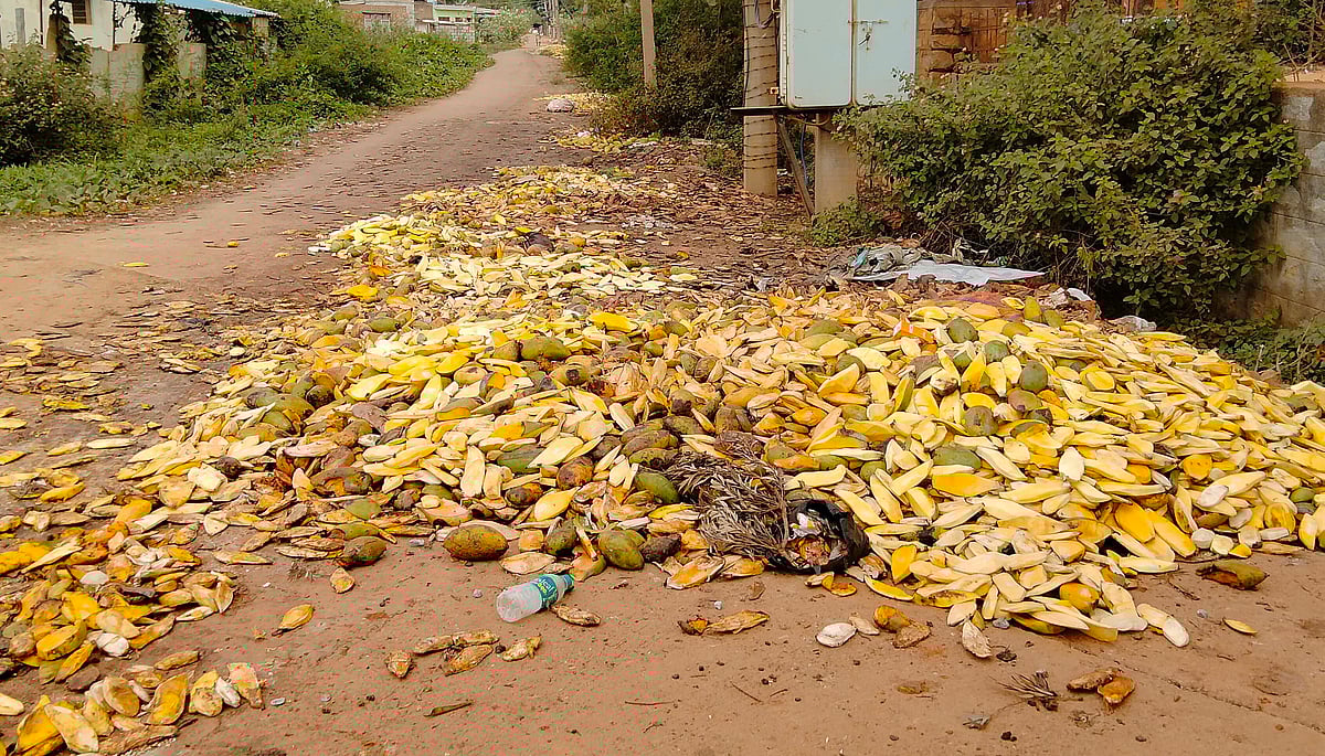 ಶ್ರೀನಿವಾಸಪುರದ ರಸ್ತೆಗಳ ಬದಿಯಲ್ಲಿ ಕೊಳೆಯುತ್ತಿರುವ ಮಾವಿನ ರಾಶಿ 
