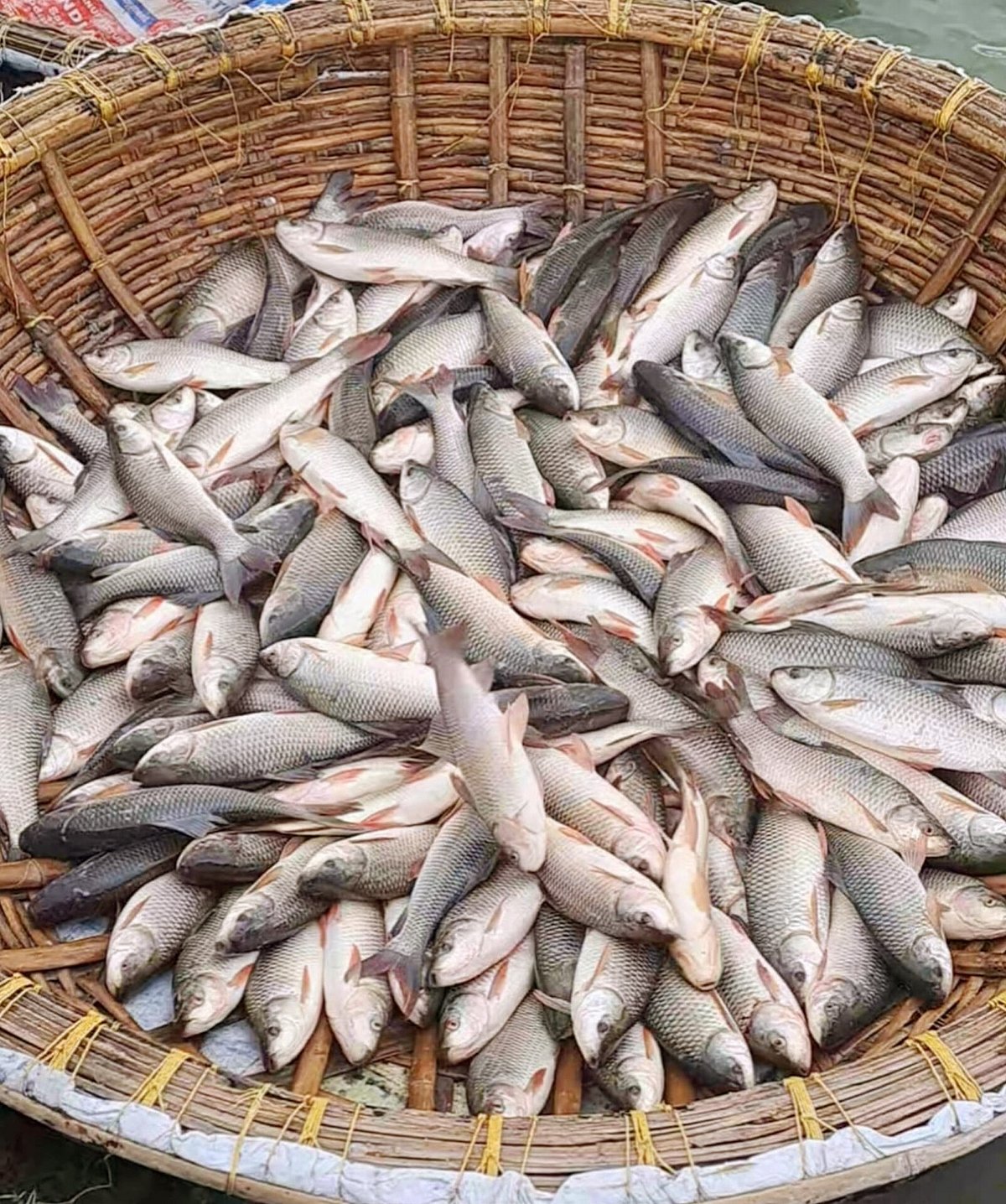 ಕೋಲಾರ | ಮೀನು ಸಾಕಣೆ; ಪ್ರತಿ ಜಿಲ್ಲೆಯಲ್ಲಿ ಮೂರು ಹಂತವಾಗಿ ವಿಂಗಡಿಸಲು ಸಲಹೆ