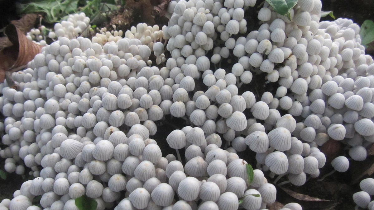 ಕೊಡಗು: ಮಳೆಯ ಸಿಂಚನ; ಅಣಬೆಗಳ ನರ್ತನ