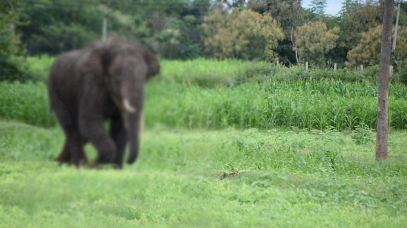 ಕನಕಪುರ: ಆನೆ ದಾಳಿಗೆ ಮಹಿಳೆ ಸಾವು