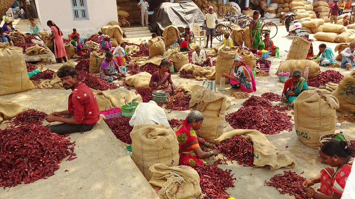 ಬ್ಯಾಡಗಿ ಮೆಣಸಿನಕಾಯಿ ಬೆಲೆಯಲ್ಲಿ ಸ್ಥಿರತೆ