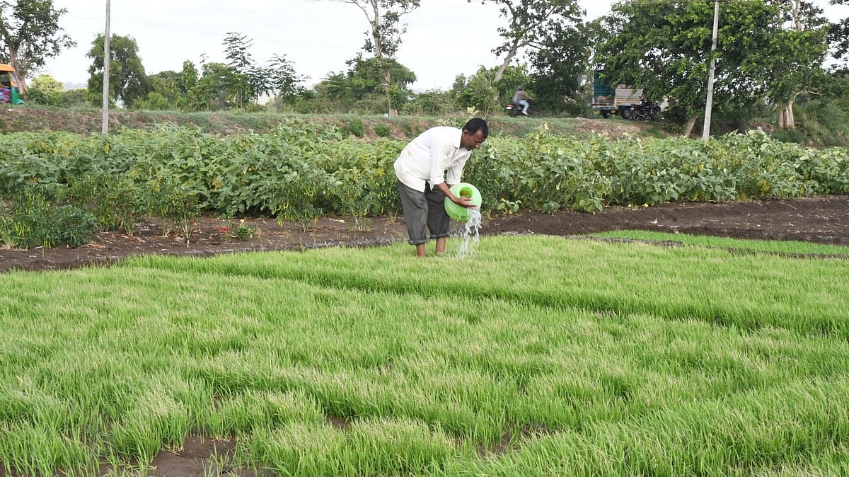 ಕೈಕೊಟ್ಟ ಮುಂಗಾರು: ಕಮರುತ್ತಿವೆ ಬೀಜ, ಒಣಗುತ್ತಿವೆ ಸಸಿಗಳು!