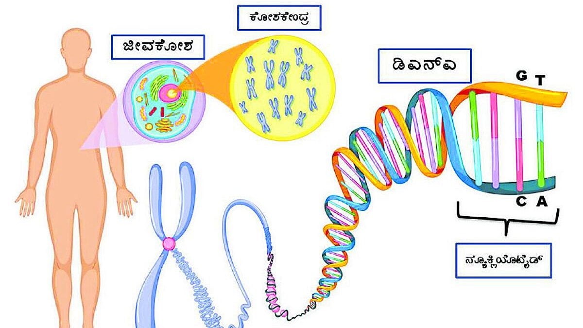 ಜೀವಾನ್ವೇಷಣೆ: ಜೀವಿಗಳ ನಿರ್ದೇಶಕ ಡಿಎನ್‌ಎ