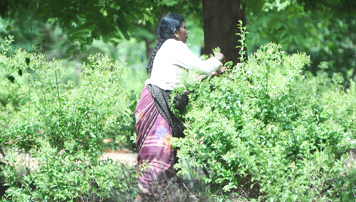 ಬಕ್ರೀದ್: ಮಲ್ಲಿಗೆಗೆ ಬಂಪರ್ ಬೆಲೆ