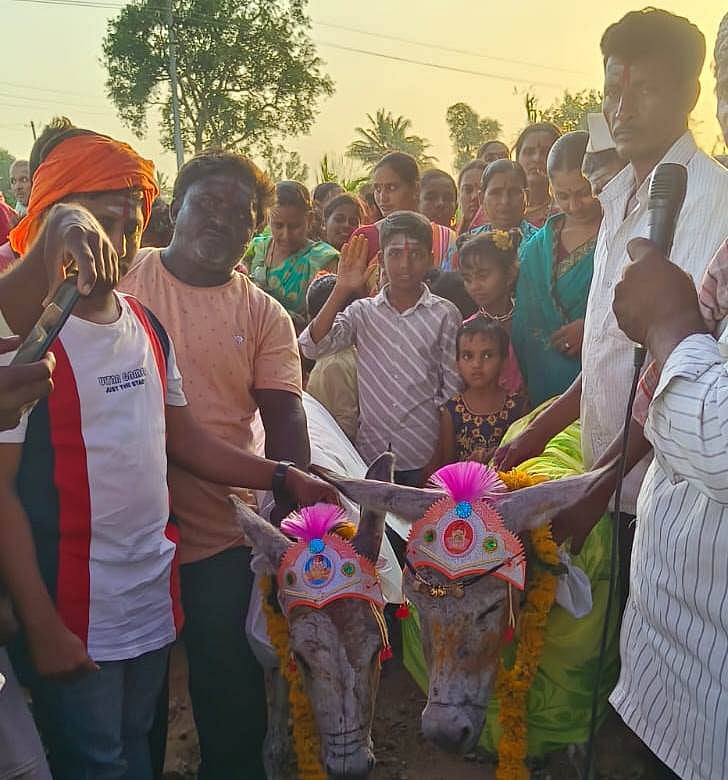 ಸುಣಧೋಳಿ: ಮಳೆಗಾಗಿ ಗ್ರಾಮೀಣರಿಂದ ಪ್ರಾರ್ಥನೆ, ಕತ್ತೆಗಳ ಮದುವೆ