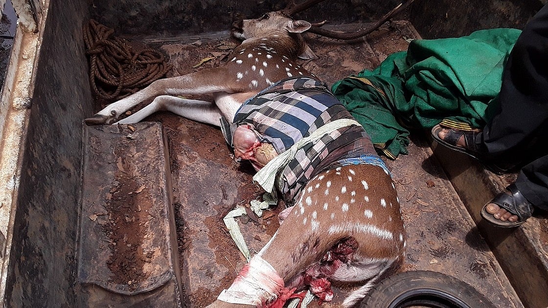  ಉಪ್ಪಿನಂಗಡಿ | ಬೀದಿ ನಾಯಿ ದಾಳಿ; ಜಿಂಕೆ ಸಾವು