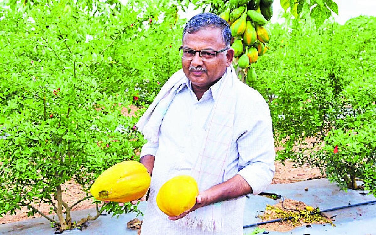 ಹರಪನಹಳ್ಳಿ | ಪಪ್ಪಾಯಿ; ಕೈತುಂಬಾ ಆದಾಯ