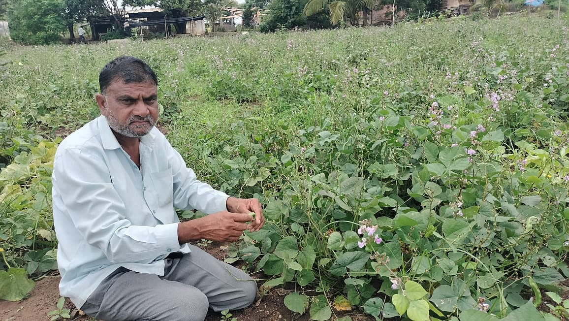 ಹುರುಳಿಕಾಯಿ ನಷ್ಟ ಸರಿದೂಗಿಸಿದ ಅವರೆಕಾಯಿ
