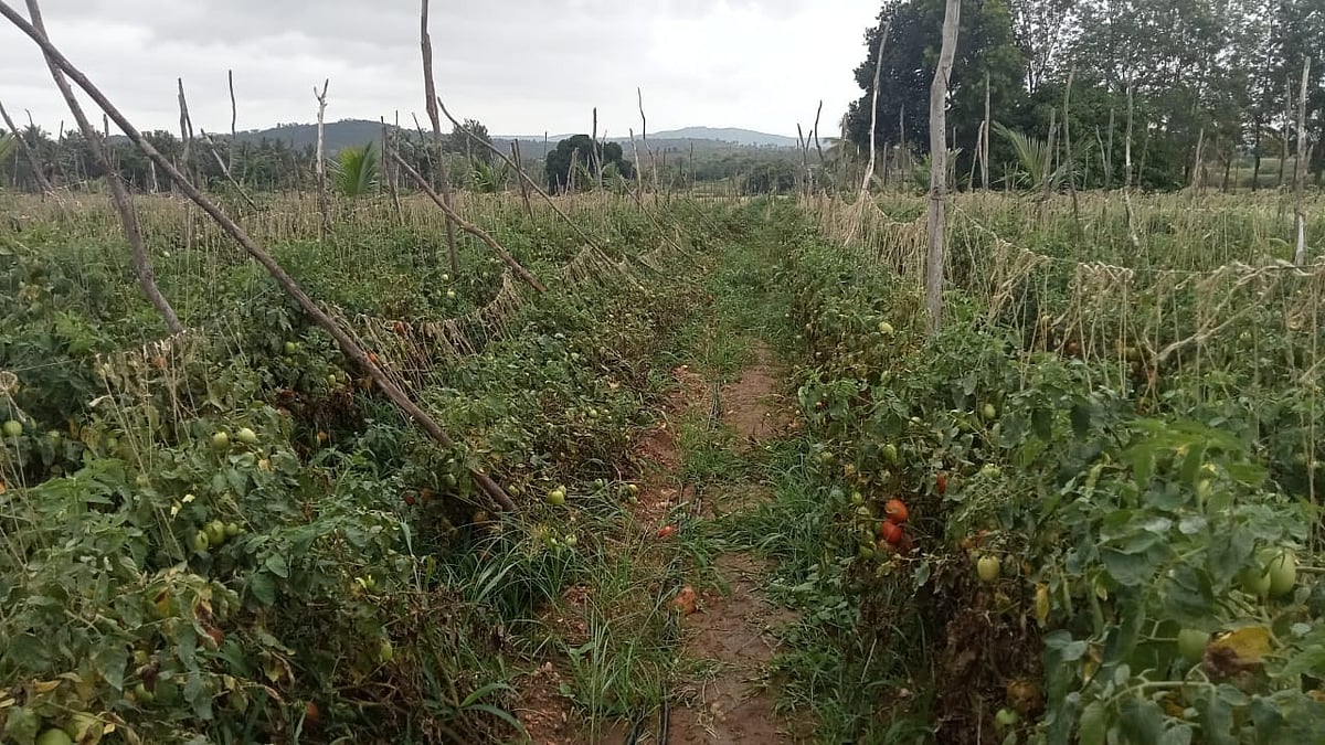 ಹಾಸನ: ಹೊಲದಲ್ಲಿ ಬೆಳೆದಿದ್ದ ₹1.5 ಲಕ್ಷ ಮೌಲ್ಯದ ಟೊಮ್ಯಾಟೊ ಕಳವು