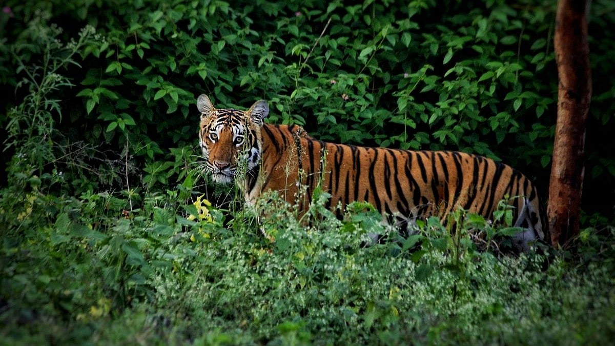 ರಾಜ್ಯದಲ್ಲಿ ಹುಲಿಗಳ ಸಂಖ್ಯೆ ಏರಿಕೆ: ಅರಣ್ಯ ಸಚಿವ ಈಶ್ವರ ಖಂಡ್ರೆ ಮಾಹಿತಿ