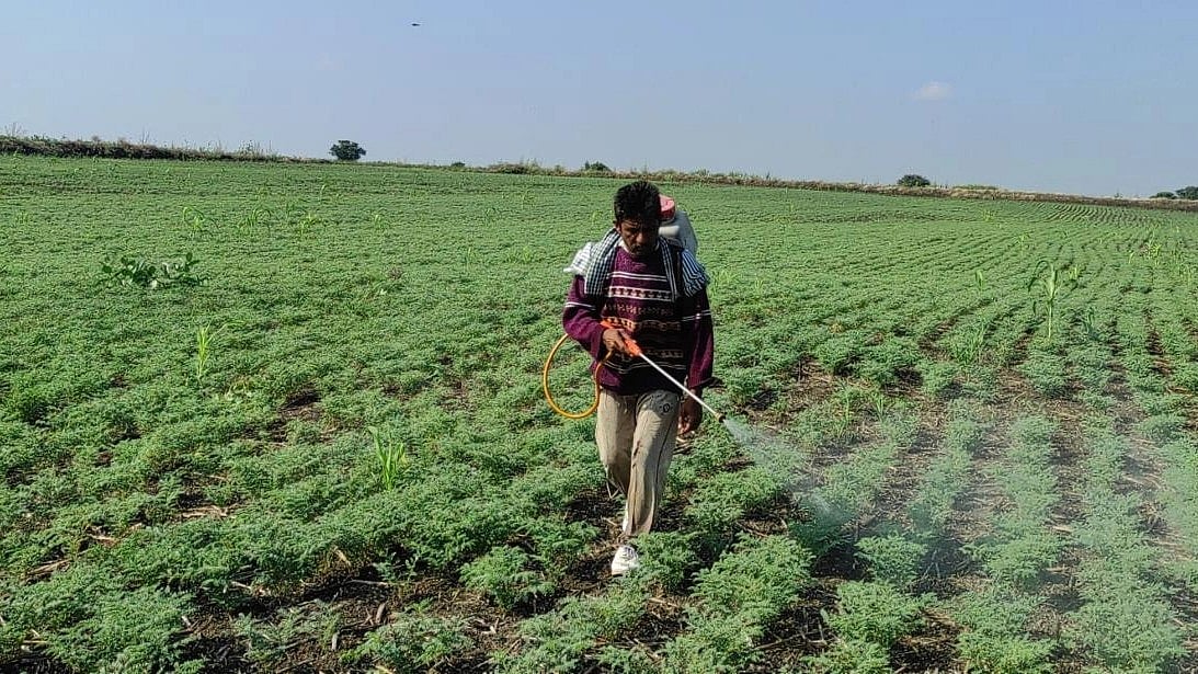 ಆಸ್ತಿ ವಿವಾದ: ಮೆಕ್ಕೆಜೋಳ ಬೆಳೆಗೆ ಕ್ರಿಮಿನಾಶಕ ಸಿಂಪಡಣೆ