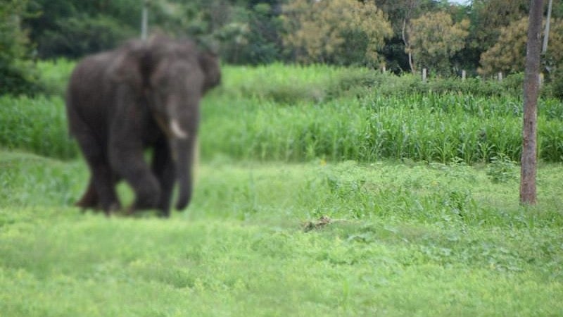ಕೊಡಗು: ಕಾಡಾನೆ ದಾಳಿಗೆ ವ್ಯಕ್ತಿ ಸಾವು, ಮತ್ತೊಬ್ಬರಿಗೆ ಗಾಯ