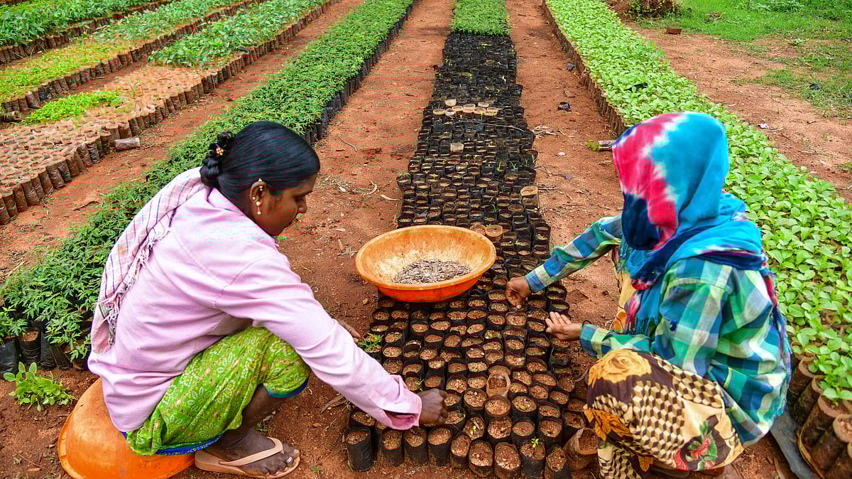 ಕೊಪ್ಪಳ | ಸಸಿಗಳ ಬೆಳವಣಿಗೆ; ನಿರ್ವಹಣೆಯೇ ಸವಾಲು 