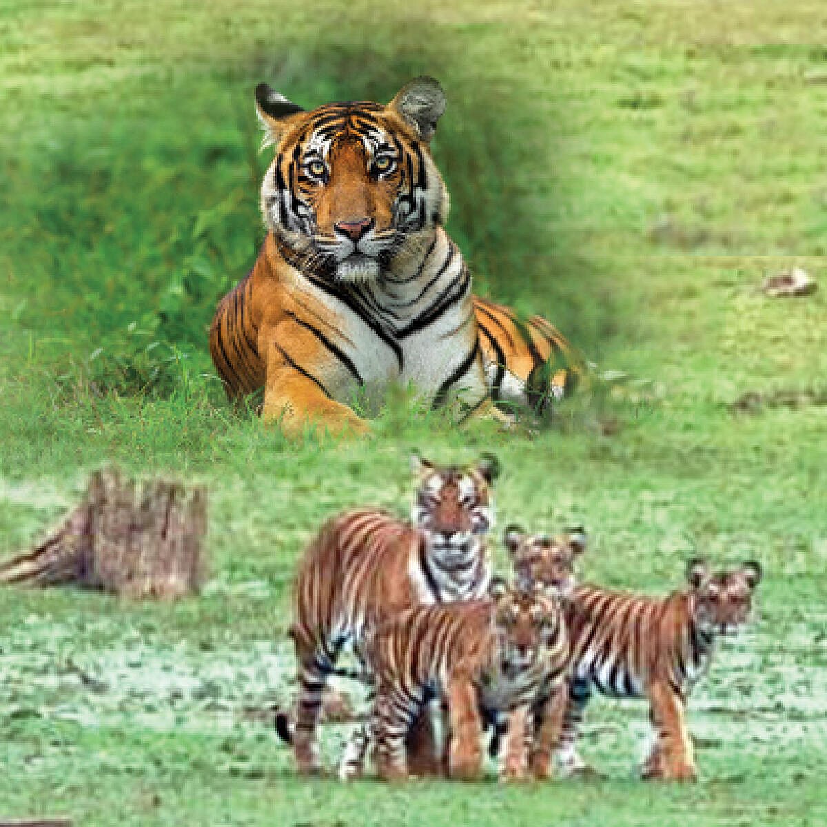 ಹುಲಿ ಸಂಖ್ಯಾವೃದ್ಧಿಗೆ ಭಲೇ ಎನ್ನಬೇಕು;
ಸಮೃದ್ಧಿಯೇ ಸಮಸ್ಯೆಯಾಗದಿದ್ದರೆ ಸಾಕು