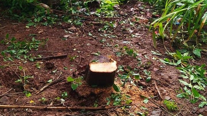 ಮನೆಯ ಹಿತ್ತಲಿನಲ್ಲಿದ್ದ ಶ್ರೀಗಂಧದ ತುಂಡು ಕಳವು