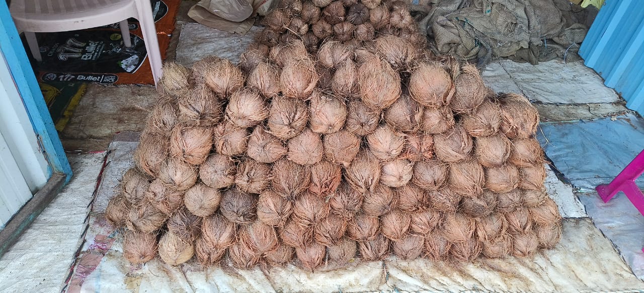 ಕೊಳ್ಳೇಗಾಲದ ಆರ್‌ಎಂಸಿಯ ಮಳಿಗೆಯೊಂದರಲ್ಲಿ ಜೋಡಿಸಿಟ್ಟಿದ್ದ ತೆಂಗಿನಕಾಯಿಗಳು