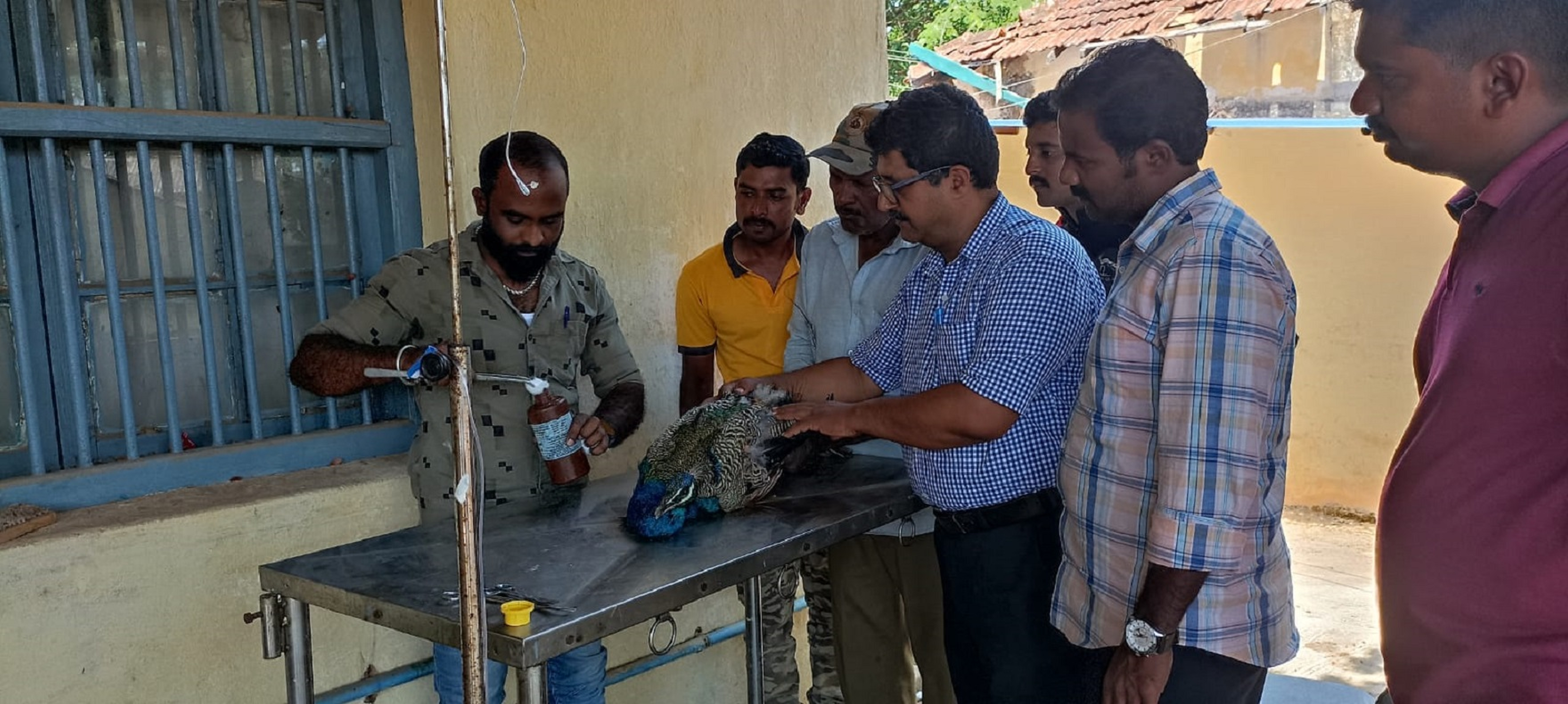 ಮುಂಡಗೋಡ ಪಶು ಆಸ್ಪತ್ರೆಯ ವೈದ್ಯಾಧಿಕಾರಿ ಡಾ.ಕೃಷ್ಣಮೂರ್ತಿ ಹೆಗಡೆ ಗಾಯಗೊಂಡ ನವಿಲಿಗೆ ಚಿಕಿತ್ಸೆ ಕೊಡುತ್ತಿರುವುದು (ಸಂಗ್ರಹ ಚಿತ್ರ)