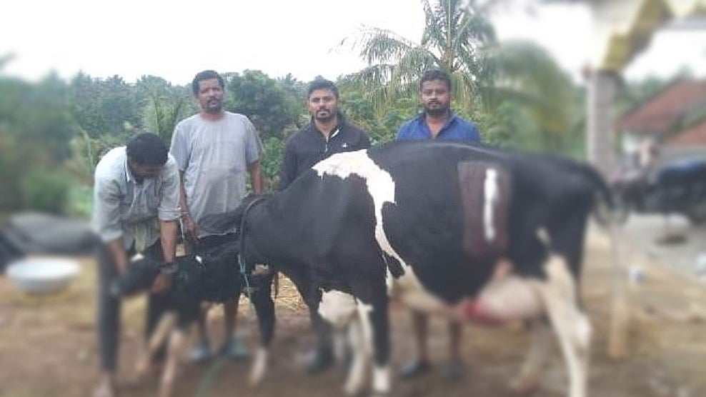 ಅರಕಲಗೂಡು: ಹಸುಗೆ ಶಸ್ತ್ರಚಿಕಿತ್ಸೆ ನಡೆಸಿ ಕರು ರಕ್ಷಿಸಿದ ಪಶು ವೈದ್ಯರು