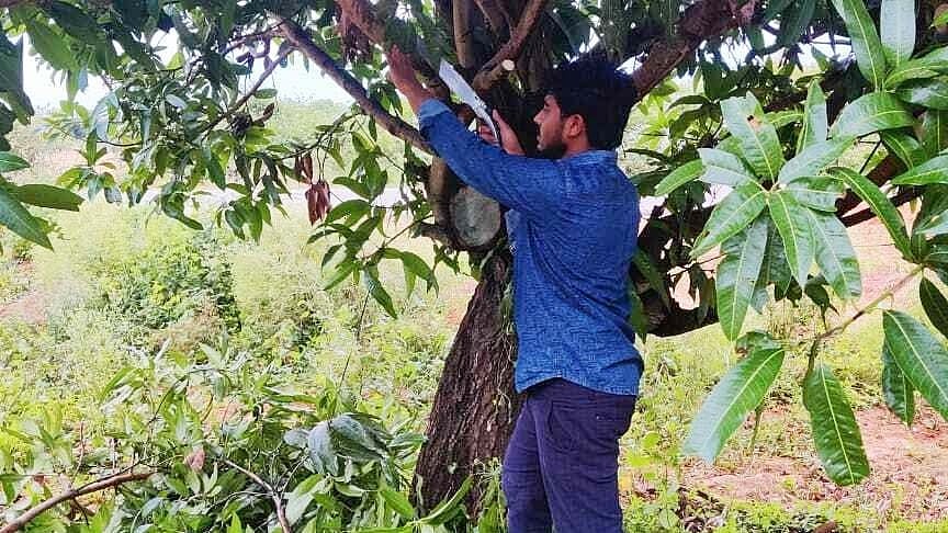 ಶ್ರೀನಿವಾಸಪುರ: ಮಾವಿನ ಬೆಳೆ ರಕ್ಷಣೆಗೆ ಮುಂದಾದ ಬೆಳೆಗಾರರು  